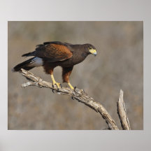 Harriss Falke gehockter Raubvogel Plakatdrucke
