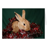 Häschen-Weihnachten Grußkarten