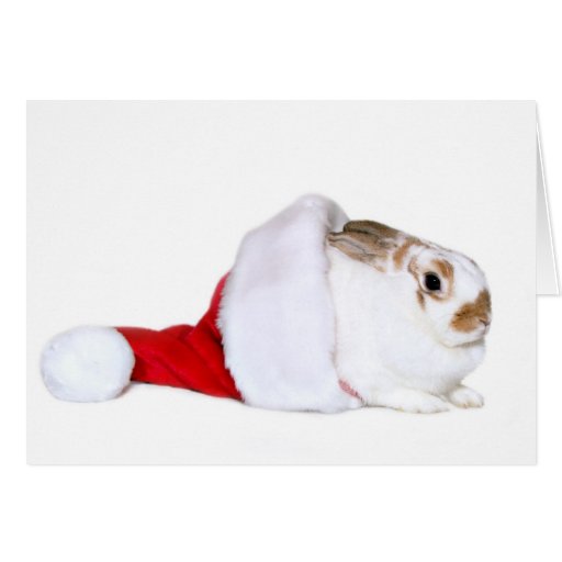 Häschen-Weihnachten Karte