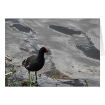 Haustier-Exklusiv-Fotografie Grußkarte