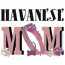 Havanese MAMMA Fotoausschnitt