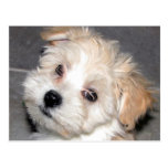 Havanese Welpe Postkarte