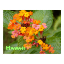Hawaii-Blume Postkarte