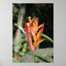 Hawaii-Flora Plakate
