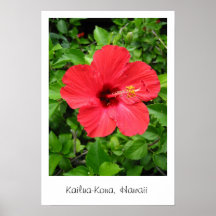 Hawaii-Hibiskus Posterdruck