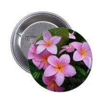 Hawaii Pink Plumeria Flowers