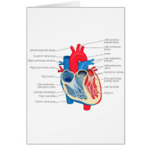 Heart_Anatomy Karten