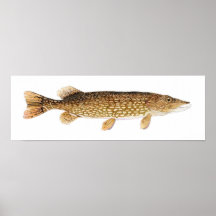 Hecht-Kunst-Plakat