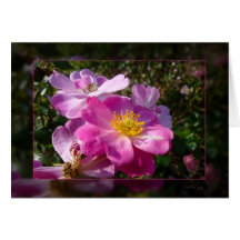 Heckenrose Karte