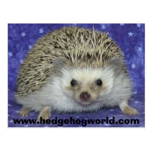 hedgehogworld Postkarte
