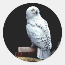 Hedwig auf Büchern Aufkleber