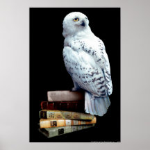 Hedwig auf Büchern Posterdrucke