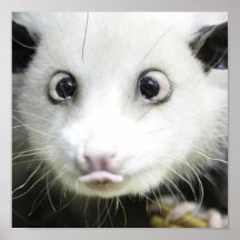Heidi das Kreuz gemusterte Opossum Plakat