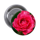 Heißes Rosa-Rose Buttons