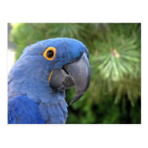 Helaines blauer Papagei Postkarte
