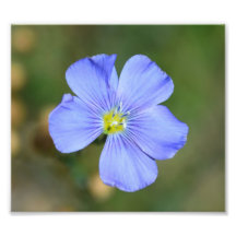 Hellblaue wilde Blume Fotografischer Druck