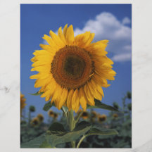 Helle bunte Sonnenblume Individuelle Flyer