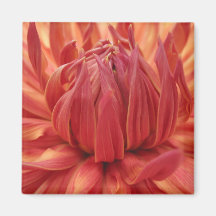 Helle orange Dahlie-Blume Magnete