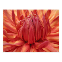 Helle orange Dahlie-Blume Postkarte