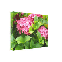Helle rosa Hydrangeas Gespannte Galeriedrucke