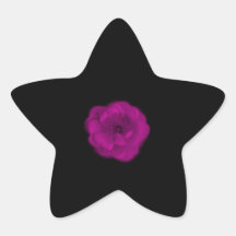 Helle rosa Rose. Schwarzer Hintergrund Sternaufkleber