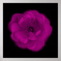 Helle rosa Rose. Schwarzer Hintergrund Plakatdrucke
