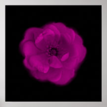 Helle rosa Rose. Schwarzer Hintergrund Posterdruck