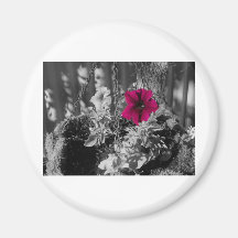 Helle violette Petunie Kühlschrankmagnet