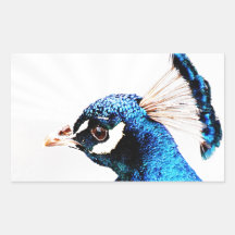 Heller blauer Pfau Rechteckige Sticker