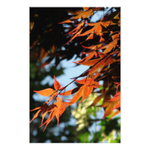 Heller Herbst-Tag L Fotografie