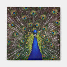 Heller Pfau-Kühlschrank oder Schließfach-Magnet Kühlschrankmagnet