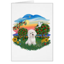 Helles Land - Bichon Frise Grußkarten