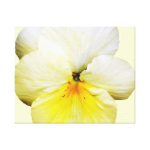 Hellgelber Pansy Gespannte Galerie Drucke