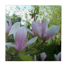 hellpurpurne Magnolien-Blumen des Frühlinges Kachel