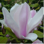 hellpurpurne Magnolien-Blumen des Frühlinges Fotofiguren