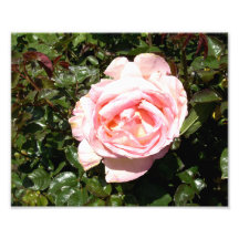 Hellrosa Rose Fotodruck