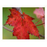Herbst-Blatt-Postkarte