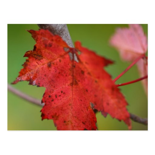 Herbst-Blatt-Postkarte