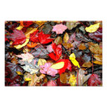 Herbst-Blätter-Druck Fotos
