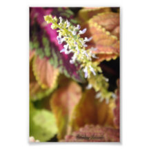 Herbst-Farben Fotodrucke