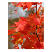 Herbst-Feuer Postkarten