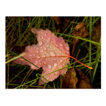 Herbst-Morgen-Tau Postkarten