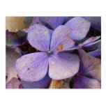 Herbst - Postkarte (Hortensia)