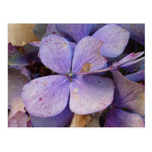Herbst - Postkarte (Hortensia)