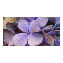 Herbst - Postkarte (Hortensia) Bild Karte