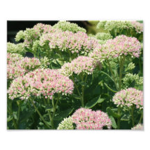 Herbst Sedum 10x8 MakroBlumen-Druck Photographie