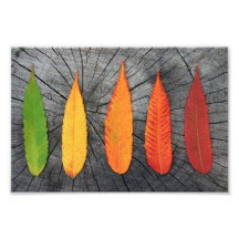 Herbst Sumac Photographien