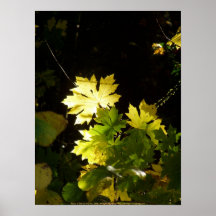 Herbst Sun Rays #6 Posterdruck