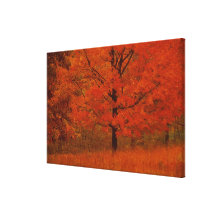 Herbstbaum mit rotem Laub Gespannter Galerie Druck