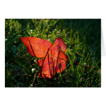 Herbstblatt im Sonnenlicht Grußkarte